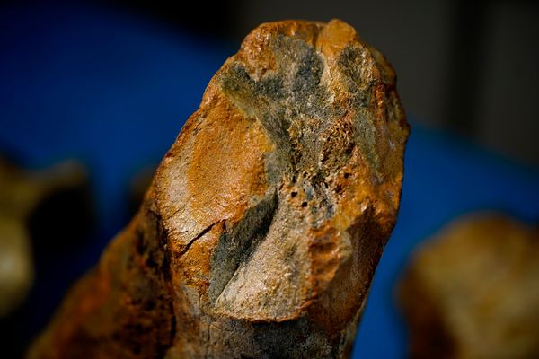 Laboratório de paleontologia da Ufes por Fernando Madeira