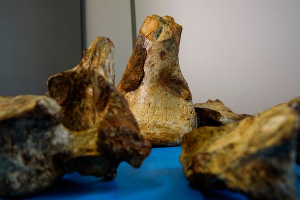 Laboratório de paleontologia da Ufes por Fernando Madeira