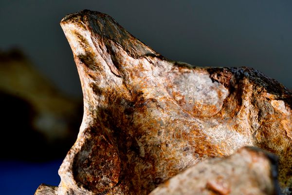 Laboratório de paleontologia da Ufes por Fernando Madeira