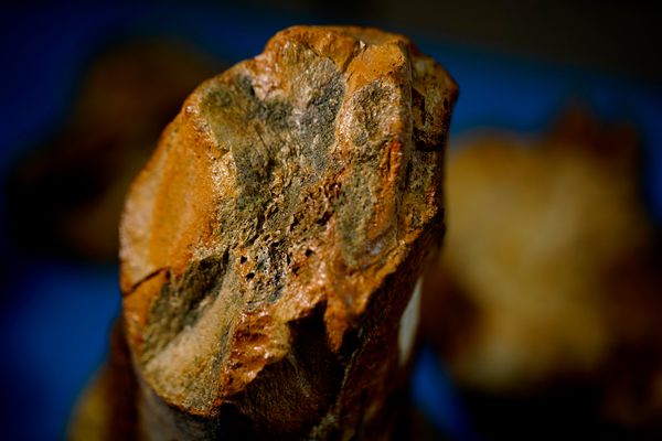 Laboratório de paleontologia da Ufes por Fernando Madeira