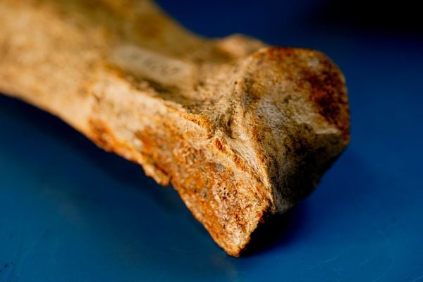 Laboratório de paleontologia da Ufes por Fernando Madeira