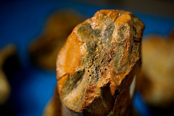 Laboratório de paleontologia da Ufes por Fernando Madeira