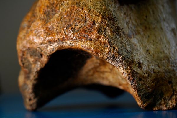 Laboratório de paleontologia da Ufes por Fernando Madeira