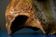 Fóssil de preguiça-gigante(Fernando Madeira)