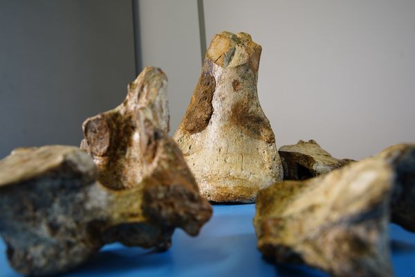Laboratório de paleontologia da Ufes por Fernando Madeira