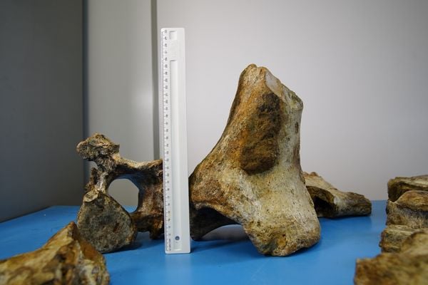 Laboratório de paleontologia da Ufes por Fernando Madeira