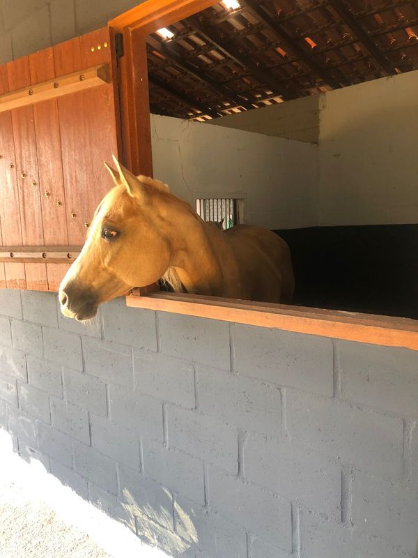 Cavalo apreendido em Operação Alapar por Divulgação / Polícia Federal
