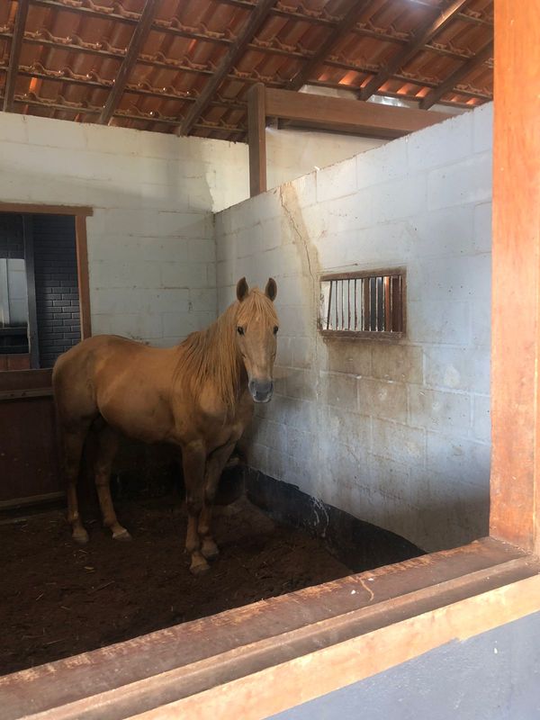 Cavalo apreendido em Operação Alapar por Divulgação / Polícia Federal