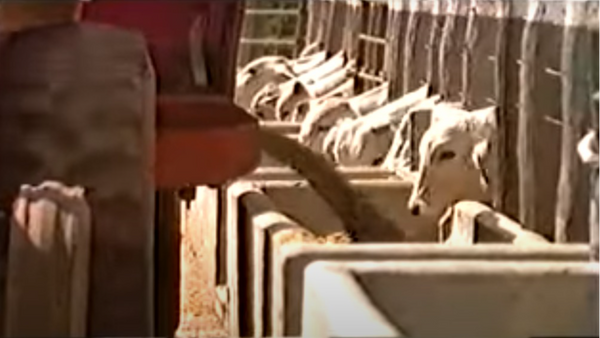 Vídeo promocional da Fazendas Reunidas Boi Gordo. Crédito: Reprodução/Youtube