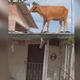 Imagem - Vaca é resgatada de telhado no RS; 30 mil aves morreram em aviário