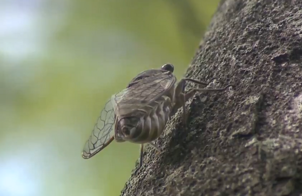 É falso que cigarra canta até morrer, conforme afirma a crença popular