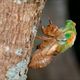 Imagem - Por que as cigarras estão cantando tanto?