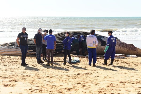 Baleia jubarte gigante encalha na Praia dos Recifes, em Vila Velha por Ricardo Medeiros 