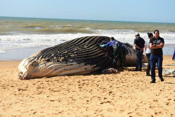 Baleia jubarte gigante encalha na Praia dos Recifes, em Vila Velha por Ricardo Medeiros 