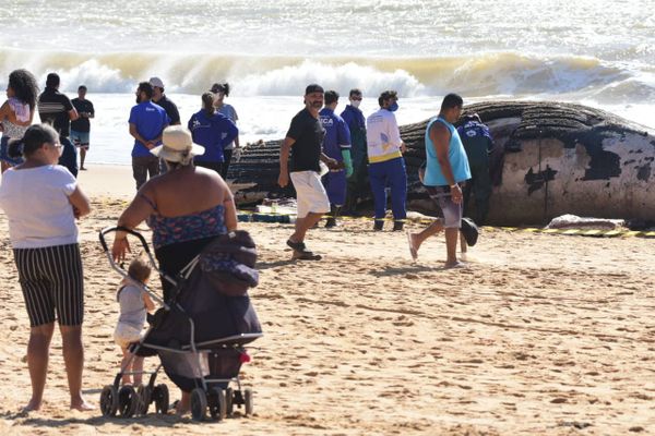 Baleia jubarte gigante encalha na Praia dos Recifes, em Vila Velha por Ricardo Medeiros 