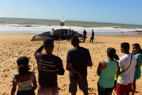 Baleia jubarte gigante encalha na Praia dos Recifes, em Vila Velha por Ricardo Medeiros 