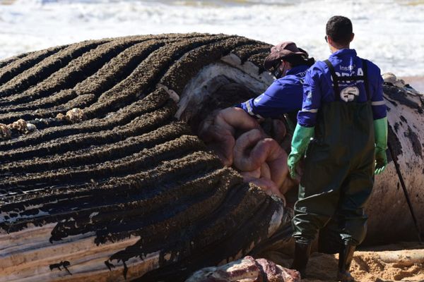 Baleia jubarte gigante encalha na Praia dos Recifes, em Vila Velha por Ricardo Medeiros 