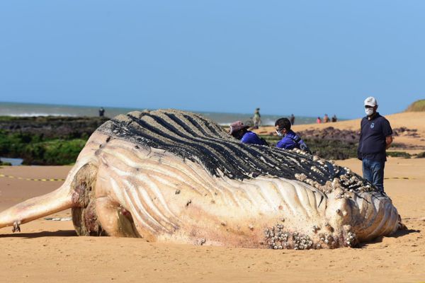 Baleia jubarte gigante encalha na Praia dos Recifes, em Vila Velha por Ricardo Medeiros 