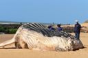Baleia jubarte gigante encalha na Praia dos Recifes, em Vila Velha(Ricardo Medeiros )