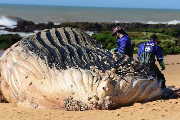 Baleia jubarte gigante encalha na Praia dos Recifes, em Vila Velha por Ricardo Medeiros 