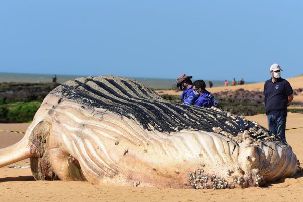 Baleia jubarte gigante encalha na Praia dos Recifes, em Vila Velha por Ricardo Medeiros 