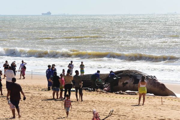 Baleia jubarte gigante encalha na Praia dos Recifes, em Vila Velha por Ricardo Medeiros 
