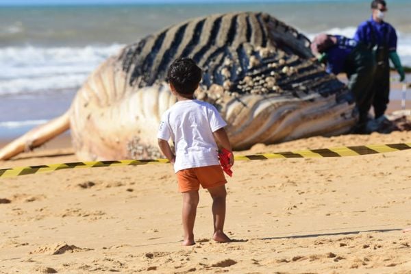 Baleia jubarte gigante encalha na Praia dos Recifes, em Vila Velha por Ricardo Medeiros 