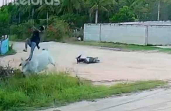 O motociclista falou que só deu tempo de colocar a mão na cabeça do animal para reduzir o impacto da queda.