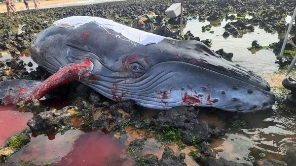 Um filhote recém-nascido de baleia-jubarte encalhou na Praia de Manguinhos, na Serra, Grande Vitória, na manhã de domingo (17) 