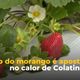 Imagem - Produtores inovam e apostam no cultivo do morango na quente Colatina