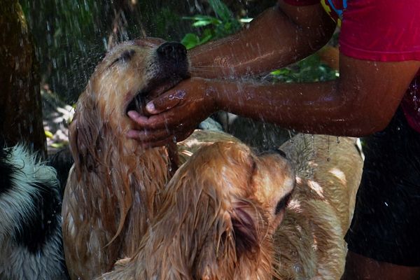 Dia de passeio para 'aumigos' da Quatro Patas Park Hotel por Fernando Madeira