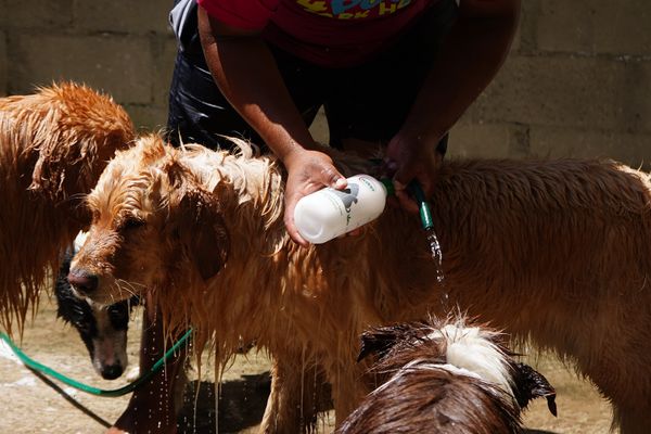 Dia de passeio para 'aumigos' da Quatro Patas Park Hotel por Fernando Madeira