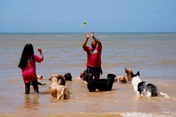 Dia de passeio para 'aumigos' da Quatro Patas Park Hotel por Fernando Madeira