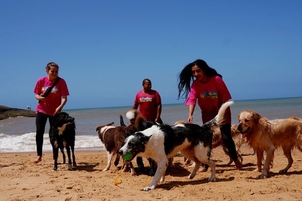 Dia de passeio para 'aumigos' da Quatro Patas Park Hotel por Fernando Madeira