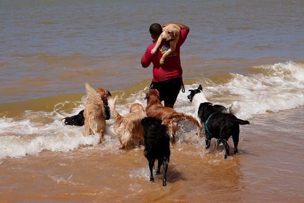 Dia de passeio para 'aumigos' da Quatro Patas Park Hotel por Fernando Madeira