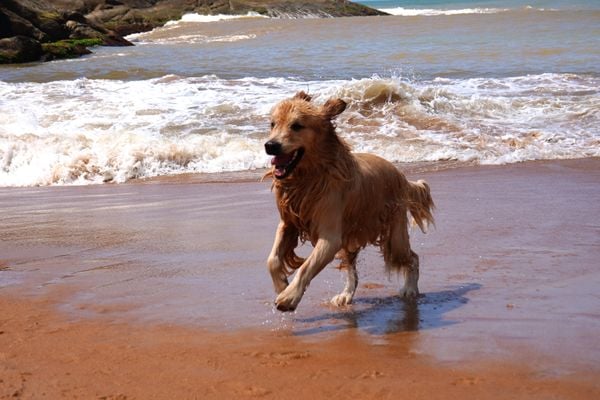 Dia de passeio para 'aumigos' da Quatro Patas Park Hotel por Fernando Madeira