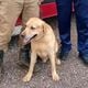 Imagem - Morre Thayron, labrador que ajudava a resgatar vítimas do ciclone no RS