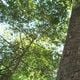 Floresta no interior de Cachoeiro tem trilha de árvores centenárias gigantes