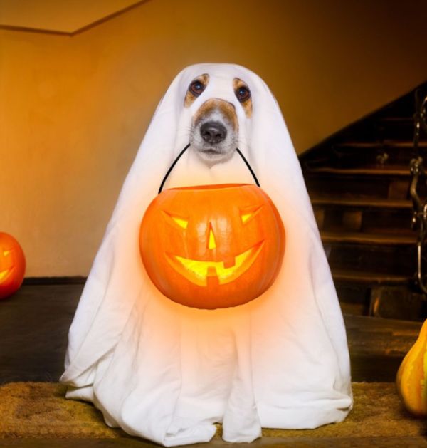 Fantasia de Halloween do pet 