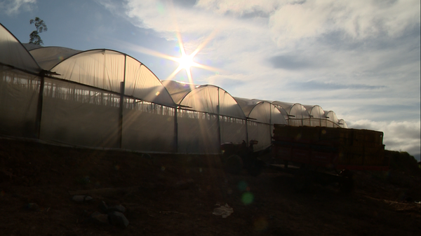 Produtores do ES adotam o cultivo em estufas para ampliar produção  por Matheus Martins