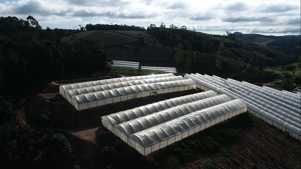 Produtores do ES adotam o cultivo em estufas para ampliar produção 