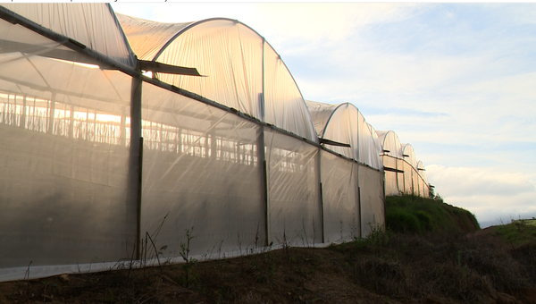 Produtores do ES adotam o cultivo em estufas para ampliar produção  por Matheus Martins