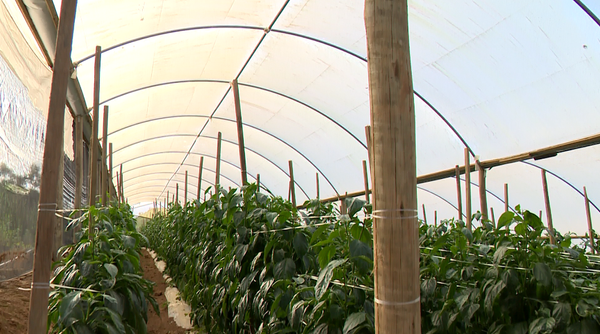 Produtores do ES adotam o cultivo em estufas para ampliar produção  por Matheus Martins