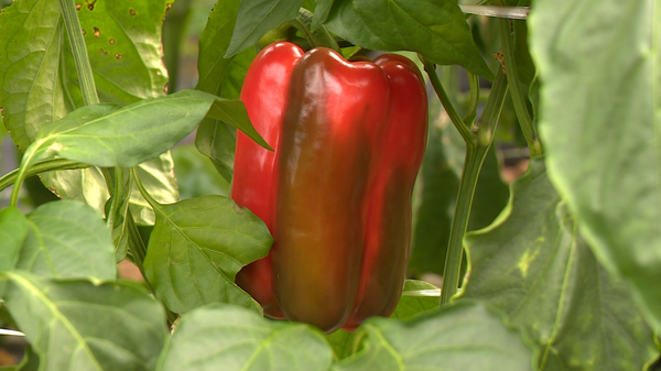 Produtores do ES adotam o cultivo em estufas para ampliar produção 
