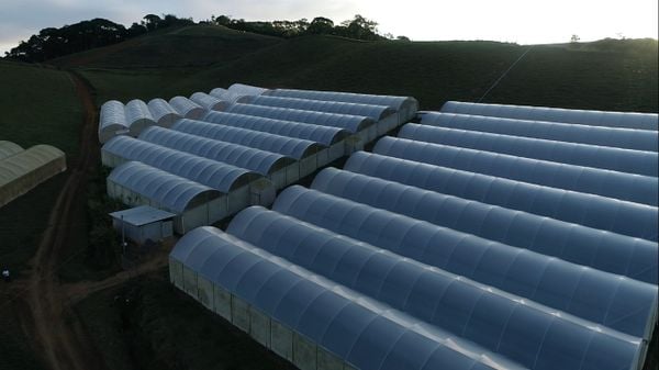 Produtores do ES adotam o cultivo em estufas para ampliar produção  por Matheus Martins
