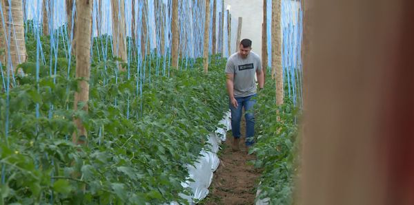 Produtores do ES adotam o cultivo em estufas para ampliar produção  por Matheus Martins