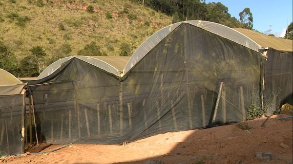 Produtores do ES adotam o cultivo em estufas para ampliar produção  por Matheus Martins