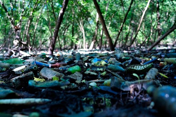 Especial Mangue - Lixo em manguezal do Parque da Manteigueira em VV 
