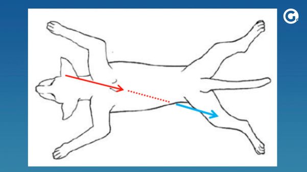 Laudo da Polícia Civil detalha disparo contra cachorro em Guarapari por Reprodução | Polícia Civil