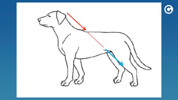 Laudo da Polícia Civil detalha disparo contra cachorro em Guarapari por Reprodução | Polícia Civil